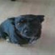 Schæferhund Freja<33