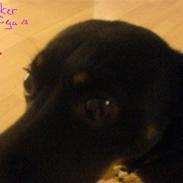 Schæferhund Freja<33