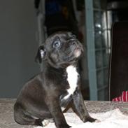 Staffordshire bull terrier TUPAC AKA. 2PAC