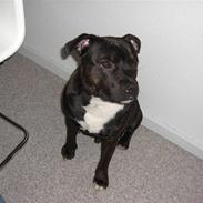 Staffordshire bull terrier TUPAC AKA. 2PAC