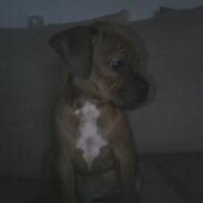 Blanding af racer Kenzo