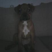 Blanding af racer Kenzo