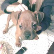 Blanding af racer Kenzo