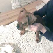 Blanding af racer Kenzo