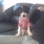 Blanding af racer gangster