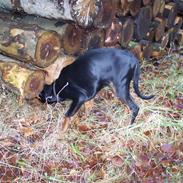 Dobermann go on 4ever Bono