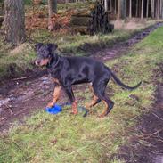 Dobermann go on 4ever Bono