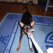 Dvaergpinscher tiki
