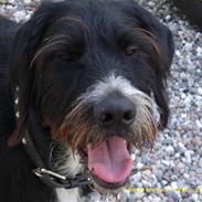 Blanding af racer Jeppe