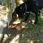 Blanding af racer Jeppe