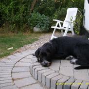 Blanding af racer Jeppe