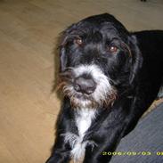 Blanding af racer Jeppe