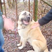 Kangal DozerDuman