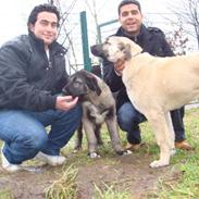 Kangal DozerDuman