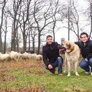Kangal DozerDuman