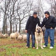 Kangal DozerDuman