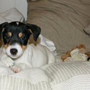 Parson russell terrier Jackie