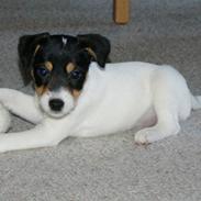 Parson russell terrier Jackie