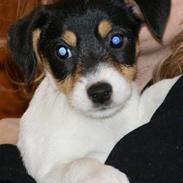 Parson russell terrier Jackie