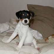 Parson russell terrier Jackie