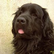 Newfoundlænder Kikki