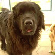 Newfoundlænder Kikki