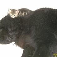 Newfoundlænder Kikki