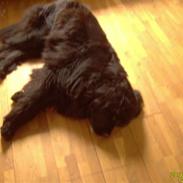 Newfoundlænder Kikki