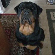 Rottweiler Pepitaly´s Falco