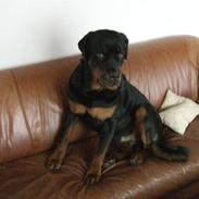 Rottweiler Pepitaly´s Falco