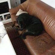 Rottweiler Pepitaly´s Falco