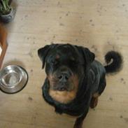 Rottweiler Pepitaly´s Falco