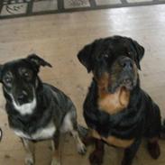 Rottweiler Pepitaly´s Falco