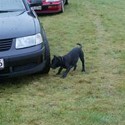 Staffordshire bull terrier Desmound