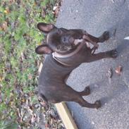 Fransk bulldog Cherry