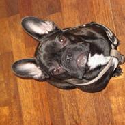 Fransk bulldog Cherry