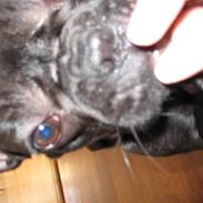 Fransk bulldog Cherry