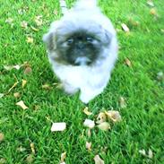 Shih tzu Asbjørn