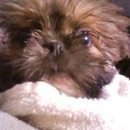 Shih tzu Asbjørn