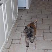 Cairn terrier Little Big Horn´s Jasmin