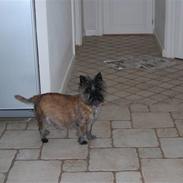 Cairn terrier Little Big Horn´s Jasmin