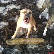 Amerikansk staffordshire terrier Prada