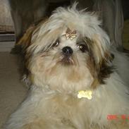 Shih tzu bailey