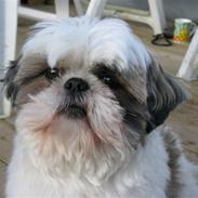 Shih tzu bailey
