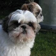 Shih tzu bailey