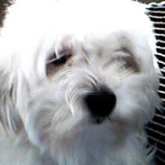 Coton de tulear sille