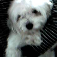 Coton de tulear sille