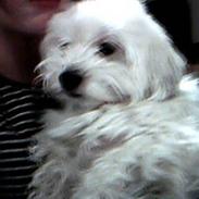 Coton de tulear sille