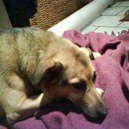 Blanding af racer --MaX--