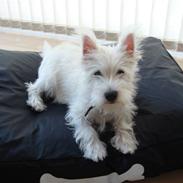 West highland white terrier Victor